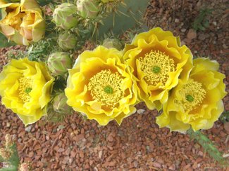 The prickly pear cactus in bloom.