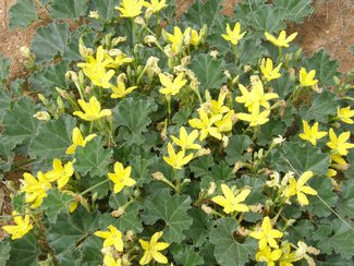 More wildflowers after the summer rains.
