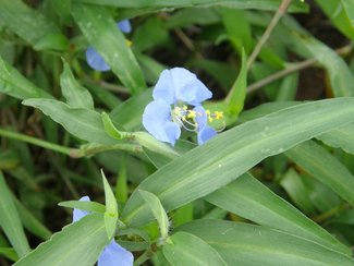 More summer wildflowers.