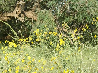 Wildflowers growing in a wash near the lot.