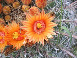 A close up view of the barrel cactus blooms.