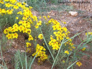 Still more wildflowers blooming.