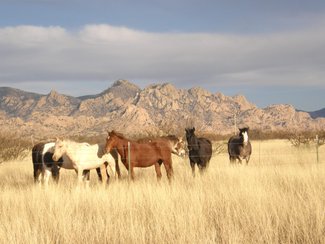 This is a wonderful area for horses.