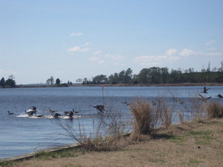 Geese in flight