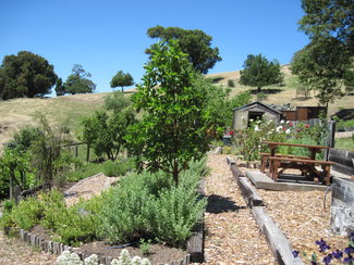 Garden with greenhouse.