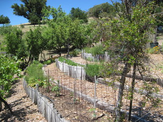 More garden with Fruit trees.