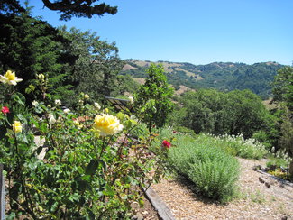 Garden area