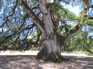 Huge old Oak Tree.