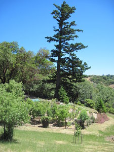Garden and Huge fir tree.