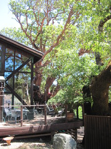 House, decks and huge Madrone beyond.