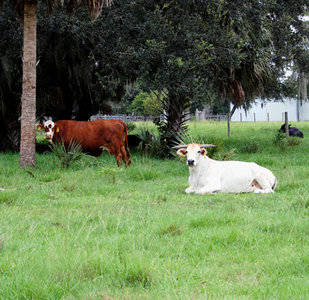 ranch cattle kissimmee landsalelistings florida property