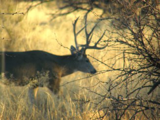 An area resident, a mule deer.
