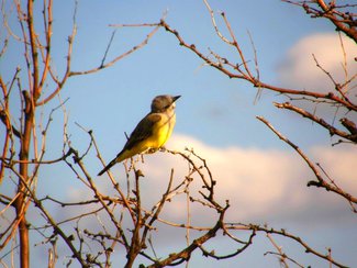A kingbird seen in the area. Cochise county is a birders paradise.
