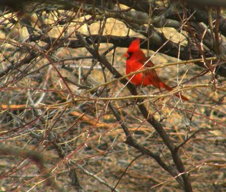 A cardinal seen in the ranch.