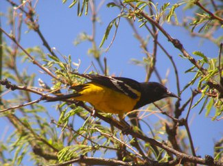 A scotts oriole seen in the ranch.