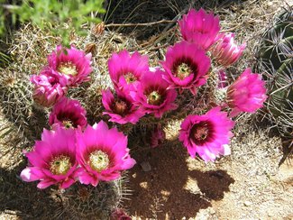 Hedgehog cactus in bloom.