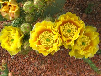 Prickly pear cactus blooming.