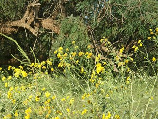 Wildflowers blooming after the summer rains.