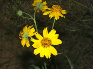 More summer wildflowers.