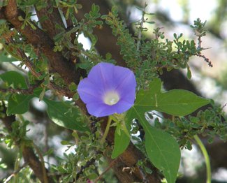 More summer wildflowers seen in the ranch.