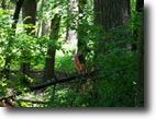 2 wooded acres, Lake Access, Dock included