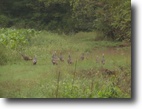 90 Acres Pine Lick Road Tract 1