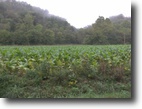 90 Acres Pine Lick Road Tract 2