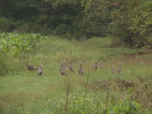 land on pine lick rd tract property whitleyville tennessee