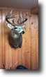 Iowa Farm Land 201 Acres Proven Deer & Turkey Producer