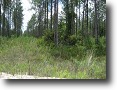 42+ Wooded Acres - Great Hunting