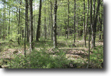 8 Acres Woodlands Hunting ATV Trails
