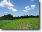 Kentucky Farm Land 164 Acres Excellent Cattle or Horse farm with River
