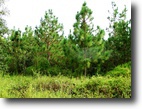 Alabama Farm Land 58 Acres Bradshaw Farm