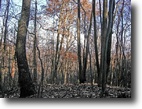Virginia Hunting Land 3 Acres Secluded Lot With Hardwoods!