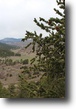 Colorado Hunting Land 44 Acres Wildlife Love these Woods