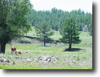 Colorado Ranch Land 71 Acres Get Off line in the Rockies