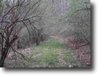 West Virginia Hunting Land 45 Acres 1450 Bee Creek Road    MLS 102271