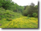 85 Acres on Shaw Branch Road